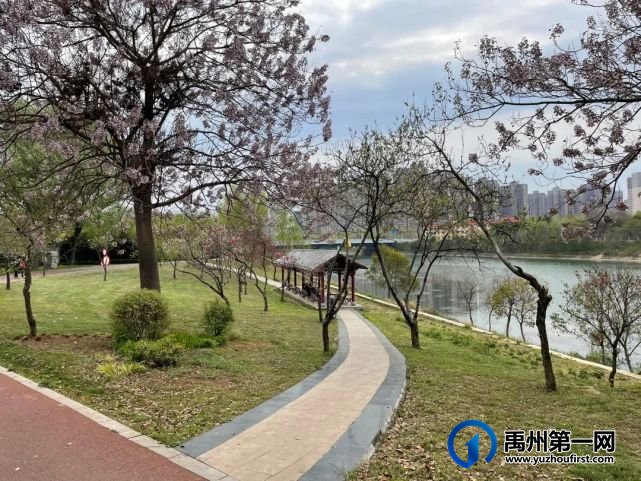 美哭了!禹州夏禹公园的牡丹开了! 美哭了!禹州夏禹公园的牡丹开了!