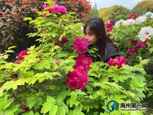 美哭了!禹州夏禹公园的牡丹开了! 美哭了!禹州夏禹公园的牡丹开了!