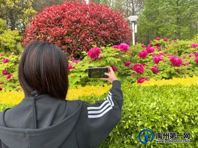 美哭了!禹州夏禹公园的牡丹开了! 美哭了!禹州夏禹公园的牡丹开了!