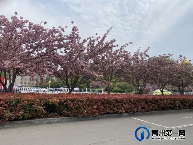 美哭了!禹州夏禹公园的牡丹开了! 美哭了!禹州夏禹公园的牡丹开了!