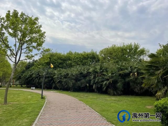 美哭了!禹州夏禹公园的牡丹开了! 美哭了!禹州夏禹公园的牡丹开了!