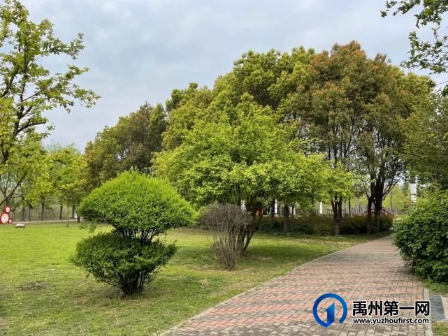 美哭了!禹州夏禹公园的牡丹开了! 美哭了!禹州夏禹公园的牡丹开了!