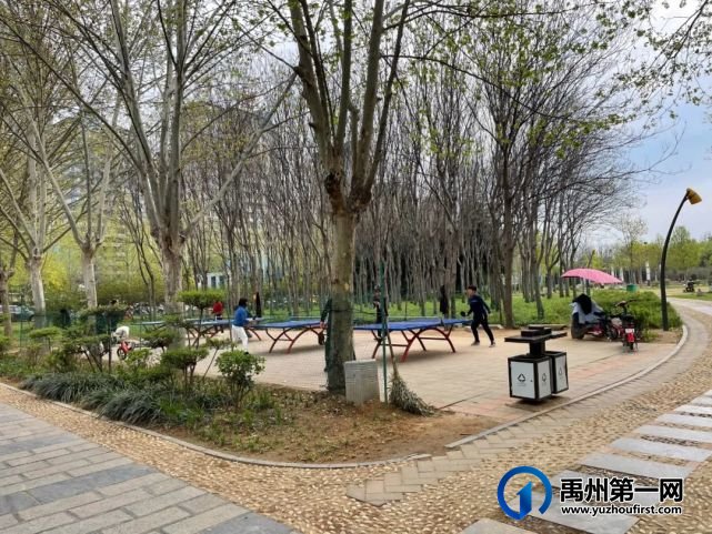 美哭了!禹州夏禹公园的牡丹开了! 美哭了!禹州夏禹公园的牡丹开了!