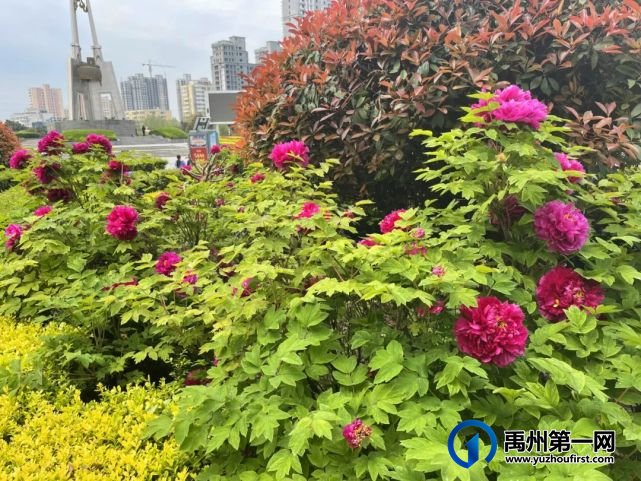 美哭了!禹州夏禹公园的牡丹开了! 美哭了!禹州夏禹公园的牡丹开了!