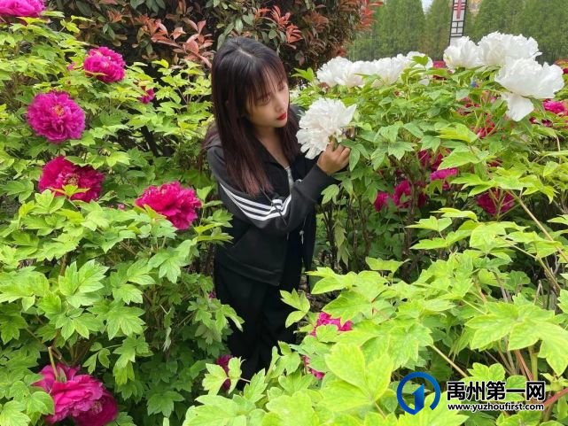 美哭了!禹州夏禹公园的牡丹开了! 美哭了!禹州夏禹公园的牡丹开了!