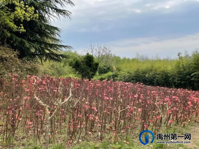 美哭了!禹州夏禹公园的牡丹开了! 美哭了!禹州夏禹公园的牡丹开了!
