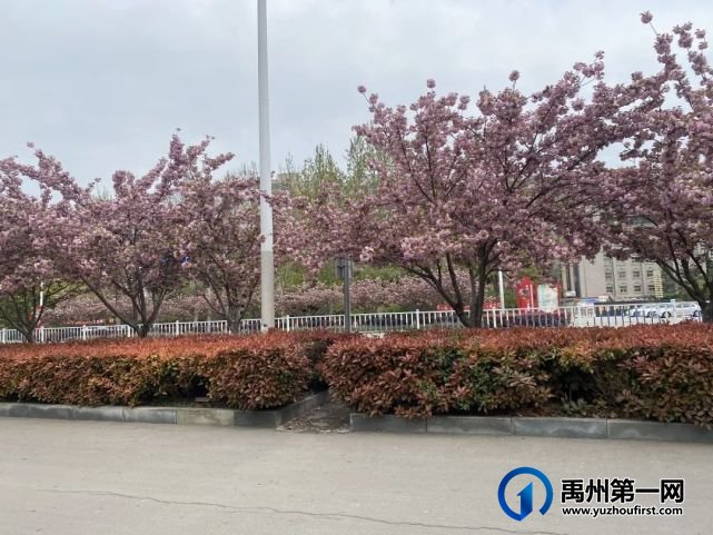 美哭了!禹州夏禹公园的牡丹开了! 美哭了!禹州夏禹公园的牡丹开了!