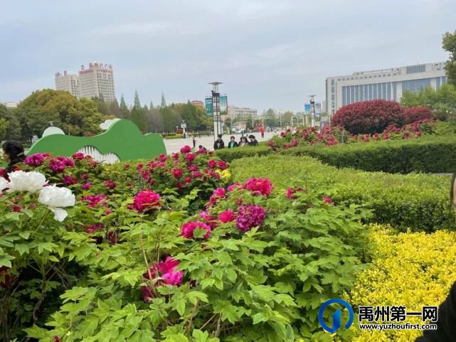 美哭了!禹州夏禹公园的牡丹开了! 美哭了!禹州夏禹公园的牡丹开了!