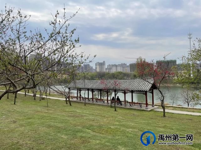 美哭了!禹州夏禹公园的牡丹开了! 美哭了!禹州夏禹公园的牡丹开了!