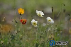 林溪尚院春风把我带给你丨四月湿润了空气