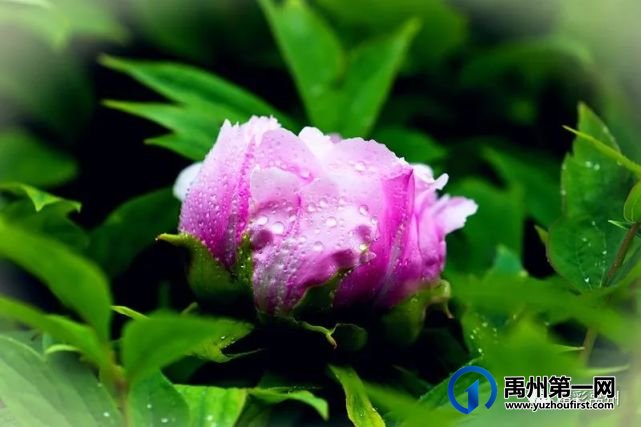 就在禹州这个地方不掏钱就能看牡丹,去过的人都赞不绝口! 就在禹州这个地方不掏钱就能看牡丹,去过的人都赞不绝口!
