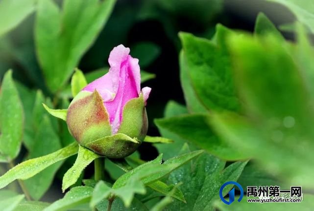 就在禹州这个地方不掏钱就能看牡丹,去过的人都赞不绝口! 就在禹州这个地方不掏钱就能看牡丹,去过的人都赞不绝口!