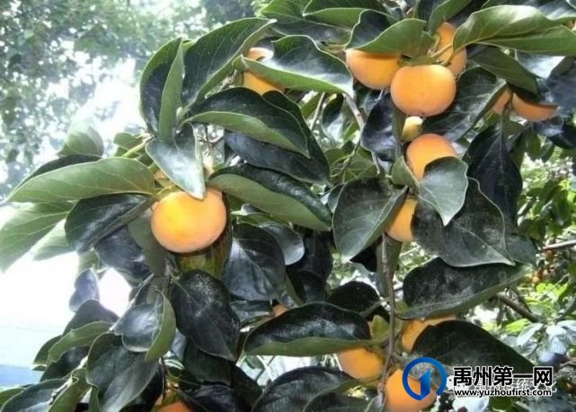 禹州传统文化||最幸福的重逢(散文世界) 禹州传统文化||最幸福的重逢(散文世界)