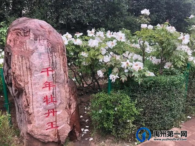 禹州龙之翔禹王宫宠粉节,邀你共赴洛阳国家牡丹园+倒盏民俗文化村! 禹州龙之翔禹王宫宠粉节,邀你共赴洛阳国家牡丹园+倒盏民俗文化村!