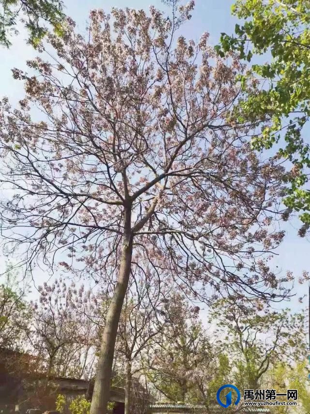 禹州老家的桐树 禹州老家的桐树