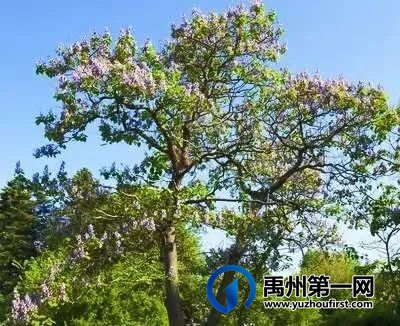禹州老家的桐树 禹州老家的桐树