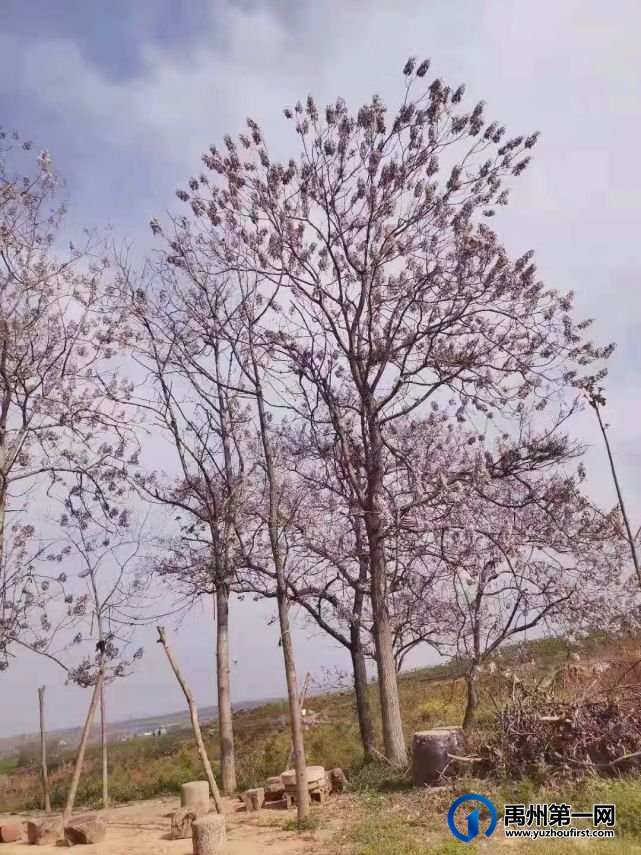 禹州老家的桐树 禹州老家的桐树