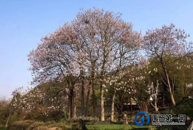 禹州老家的桐树 禹州老家的桐树