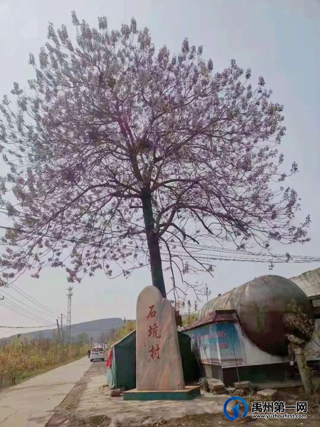 禹州老家的桐树 禹州老家的桐树
