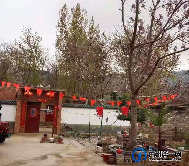 禹州老家的桐树 禹州老家的桐树