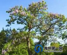 禹州老家的桐树
