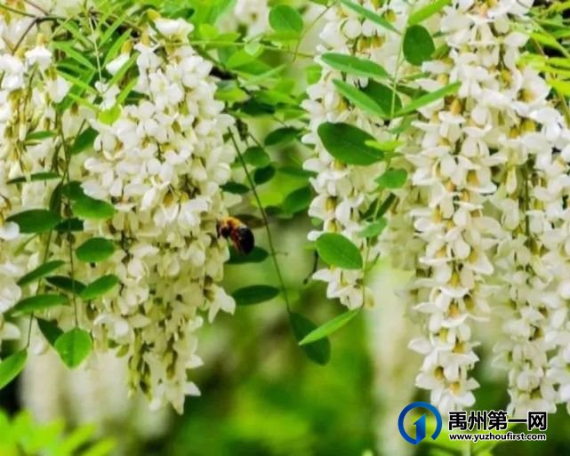 禹州张家庄槐花快开了,约吗? 禹州张家庄槐花快开了,约吗?