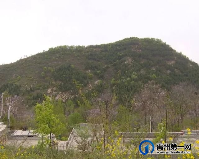 禹州张家庄槐花快开了,约吗? 禹州张家庄槐花快开了,约吗?