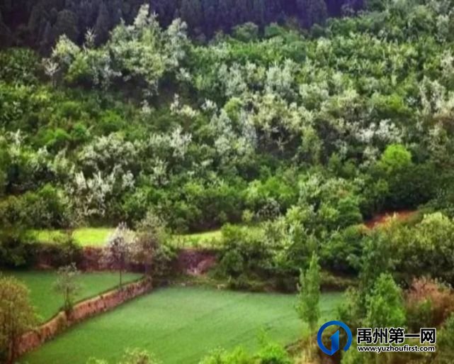 禹州张家庄槐花快开了,约吗? 禹州张家庄槐花快开了,约吗?