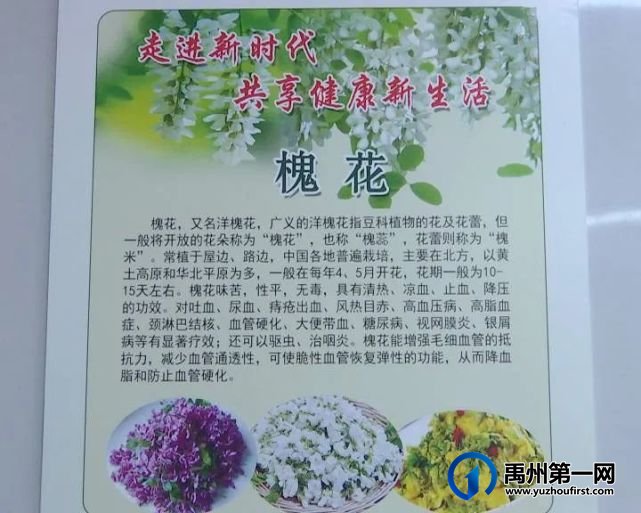 禹州张家庄槐花快开了,约吗? 禹州张家庄槐花快开了,约吗?
