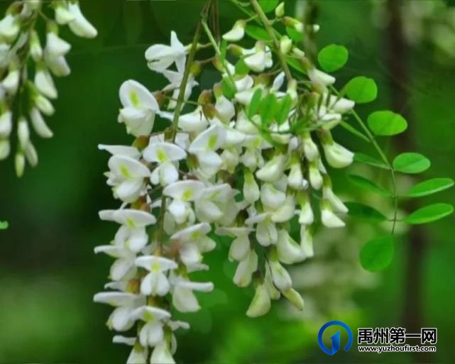 禹州张家庄槐花快开了,约吗? 禹州张家庄槐花快开了,约吗?