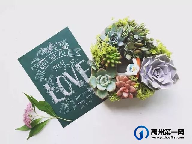 禹州天润府多肉DIY来袭,快来约会你的“小鲜肉”! 禹州天润府多肉DIY来袭,快来约会你的“小鲜肉”!
