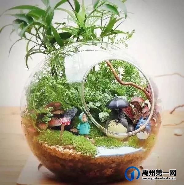 禹州翰林名居微景观DIY 把自然带回家 禹州翰林名居微景观DIY 把自然带回家