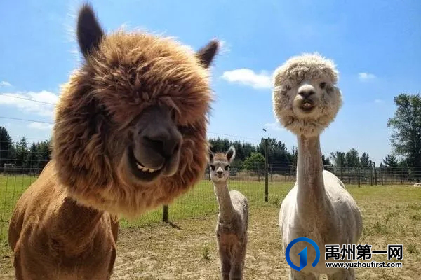 震撼!皇家马戏团空降禹州,另有门票、电影票全城免费送! 震撼!皇家马戏团空降禹州,另有门票、电影票全城免费送!