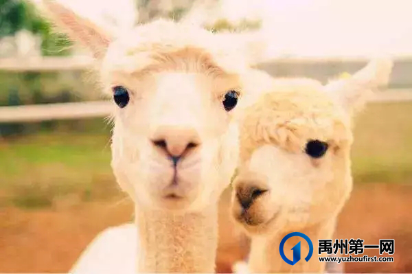 震撼!皇家马戏团空降禹州,另有门票、电影票全城免费送! 震撼!皇家马戏团空降禹州,另有门票、电影票全城免费送!