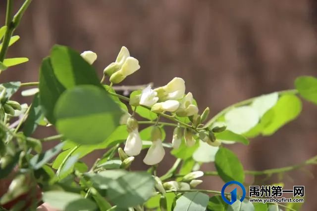 禹州鸠山镇第四届槐花采摘文化旅游节4月28日隆重开幕啦 禹州鸠山镇第四届槐花采摘文化旅游节4月28日隆重开幕啦