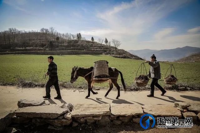 2021年度禹州市鸠山镇第四届槐花文化旅游节4月28日开幕,一起去耍吧 2021年度禹州市鸠山镇第四届槐花文化旅游节4月28日开幕,一起去耍吧