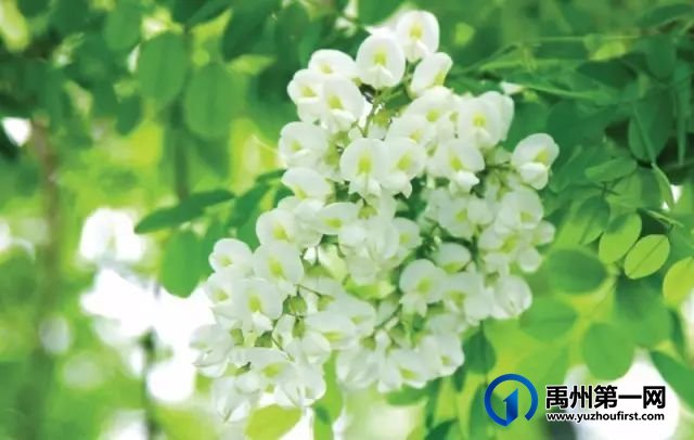 2021年度禹州市鸠山镇第四届槐花文化旅游节4月28日开幕,一起去耍吧 2021年度禹州市鸠山镇第四届槐花文化旅游节4月28日开幕,一起去耍吧