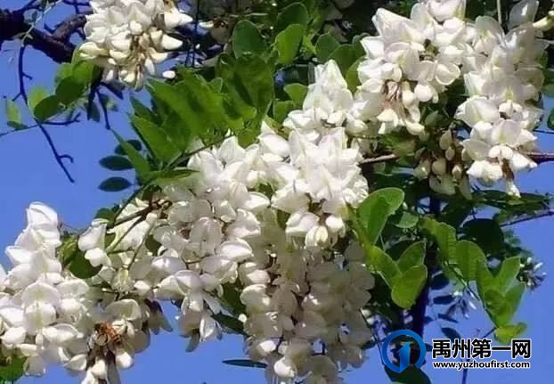 禹州捋槐花 禹州捋槐花