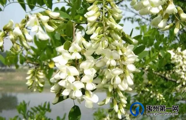 禹州捋槐花 禹州捋槐花