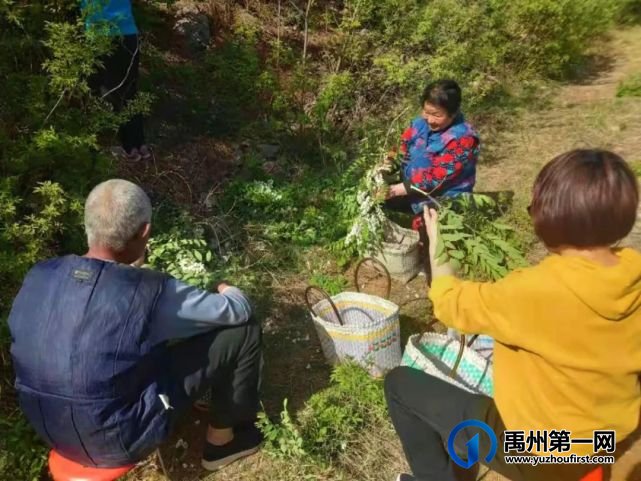 禹州捋槐花 禹州捋槐花