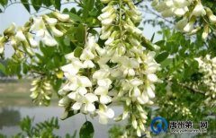 禹州捋槐花