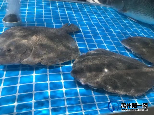 禹州一秒入夏!滨河路这家新开的网红烧烤店爆火! 禹州一秒入夏!滨河路这家新开的网红烧烤店爆火!