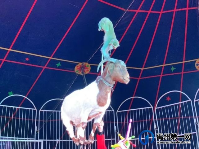 场场爆满,燃爆禹州!绿城蘭亭马戏团活动完美落幕! 场场爆满,燃爆禹州!绿城蘭亭马戏团活动完美落幕!