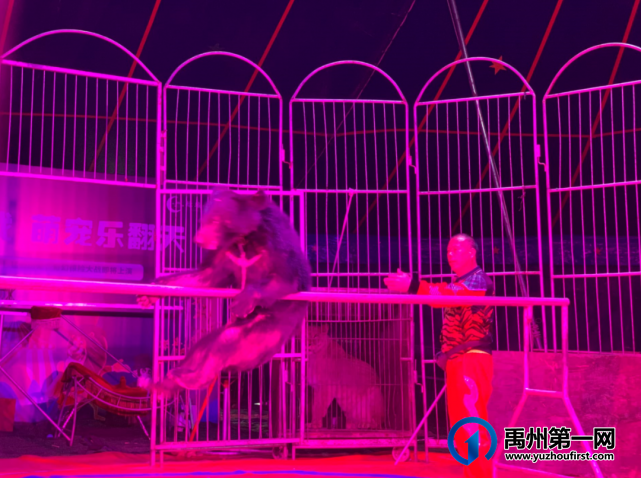 场场爆满,燃爆禹州!绿城蘭亭马戏团活动完美落幕! 场场爆满,燃爆禹州!绿城蘭亭马戏团活动完美落幕!