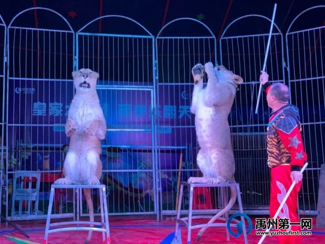 场场爆满,燃爆禹州!绿城蘭亭马戏团活动完美落幕! 场场爆满,燃爆禹州!绿城蘭亭马戏团活动完美落幕!