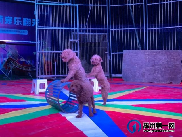 场场爆满,燃爆禹州!绿城蘭亭马戏团活动完美落幕! 场场爆满,燃爆禹州!绿城蘭亭马戏团活动完美落幕!