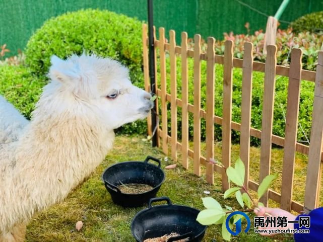 场场爆满,燃爆禹州!绿城蘭亭马戏团活动完美落幕! 场场爆满,燃爆禹州!绿城蘭亭马戏团活动完美落幕!