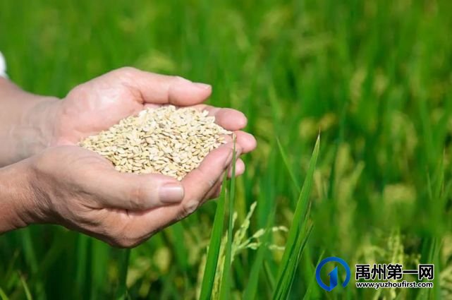 禹州最新“十四五规划”曝光!农村有房有地的恭喜了! 禹州最新“十四五规划”曝光!农村有房有地的恭喜了!