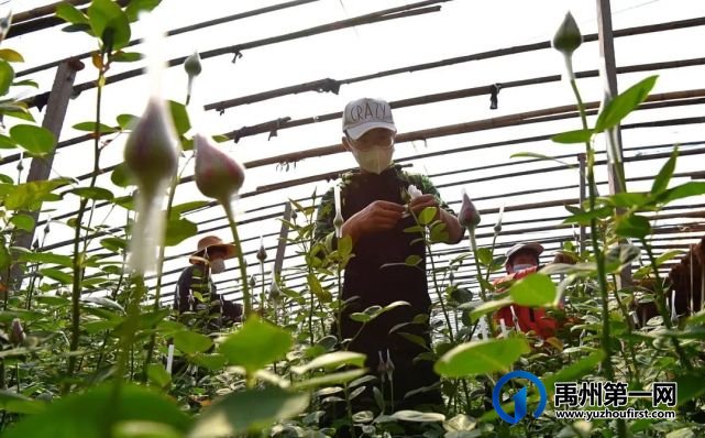 禹州最新“十四五规划”曝光!农村有房有地的恭喜了! 禹州最新“十四五规划”曝光!农村有房有地的恭喜了!