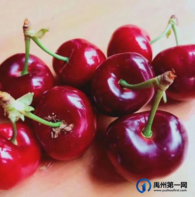 禹州300亩大樱桃采摘基地即将开园,就在5月15号!免费门票领取方式 禹州300亩大樱桃采摘基地即将开园,就在5月15号!免费门票领取方式